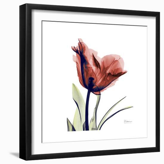 Ruby Tulip-Albert Koetsier-Framed Premium Giclee Print