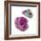 Ruby-Paul Biddle-Framed Premium Photographic Print