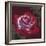 Ruby-Barbara Keith-Framed Giclee Print