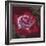 Ruby-Barbara Keith-Framed Giclee Print