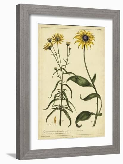Rudbeckia and Coreopsis, Pl. CCXXIV-Phillip Miller-Framed Art Print