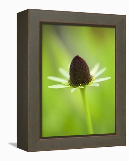 Rudbeckia occidentalis, or green wizard-Clive Nichols-Framed Premier Image Canvas