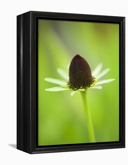 Rudbeckia occidentalis, or green wizard-Clive Nichols-Framed Premier Image Canvas