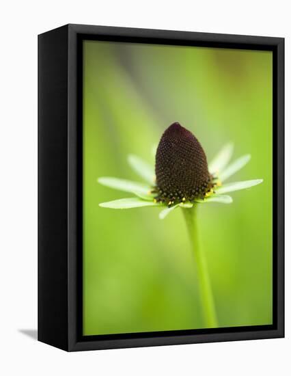 Rudbeckia occidentalis, or green wizard-Clive Nichols-Framed Premier Image Canvas