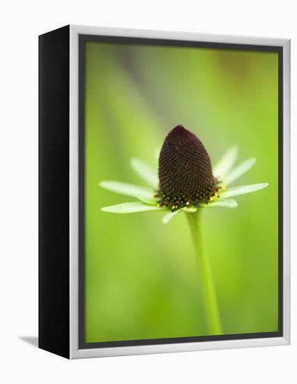 Rudbeckia occidentalis, or green wizard-Clive Nichols-Framed Premier Image Canvas