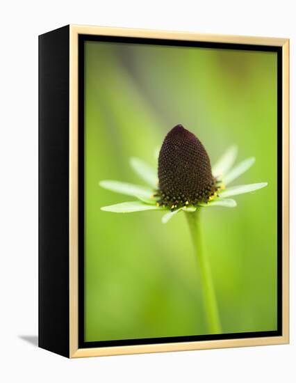 Rudbeckia occidentalis, or green wizard-Clive Nichols-Framed Premier Image Canvas