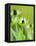 Rudbeckia occidentalis, or green wizard-Clive Nichols-Framed Premier Image Canvas