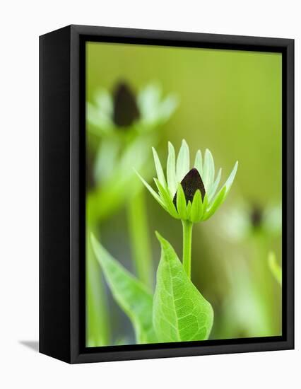 Rudbeckia occidentalis, or green wizard-Clive Nichols-Framed Premier Image Canvas