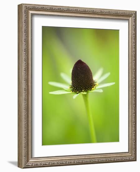 Rudbeckia occidentalis, or green wizard-Clive Nichols-Framed Photographic Print