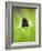 Rudbeckia occidentalis, or green wizard-Clive Nichols-Framed Photographic Print