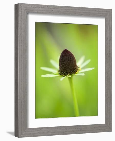 Rudbeckia occidentalis, or green wizard-Clive Nichols-Framed Photographic Print