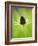 Rudbeckia occidentalis, or green wizard-Clive Nichols-Framed Photographic Print