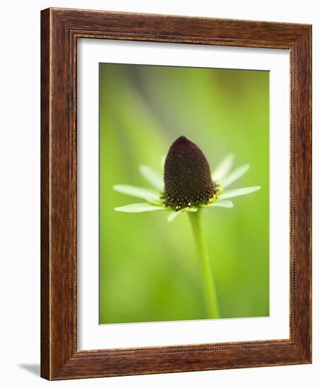 Rudbeckia occidentalis, or green wizard-Clive Nichols-Framed Photographic Print