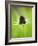 Rudbeckia occidentalis, or green wizard-Clive Nichols-Framed Photographic Print