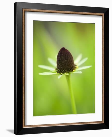 Rudbeckia occidentalis, or green wizard-Clive Nichols-Framed Photographic Print