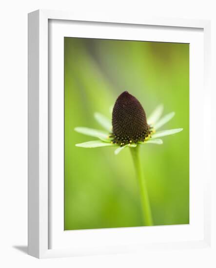 Rudbeckia occidentalis, or green wizard-Clive Nichols-Framed Photographic Print