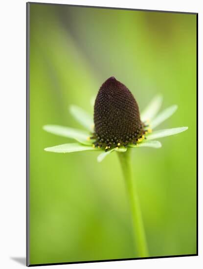 Rudbeckia occidentalis, or green wizard-Clive Nichols-Mounted Photographic Print