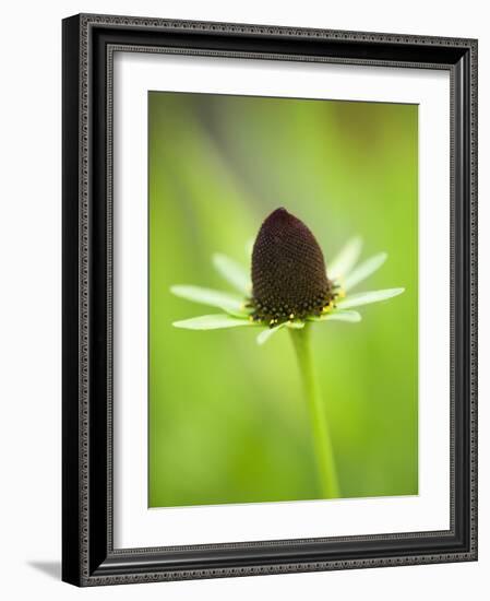 Rudbeckia occidentalis, or green wizard-Clive Nichols-Framed Photographic Print