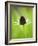 Rudbeckia occidentalis, or green wizard-Clive Nichols-Framed Photographic Print