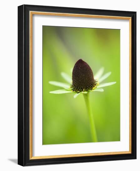 Rudbeckia occidentalis, or green wizard-Clive Nichols-Framed Photographic Print