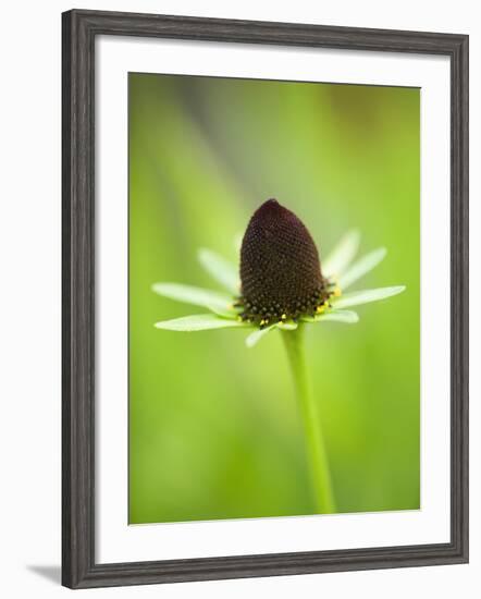 Rudbeckia occidentalis, or green wizard-Clive Nichols-Framed Photographic Print