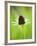 Rudbeckia occidentalis, or green wizard-Clive Nichols-Framed Photographic Print