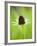 Rudbeckia occidentalis, or green wizard-Clive Nichols-Framed Photographic Print