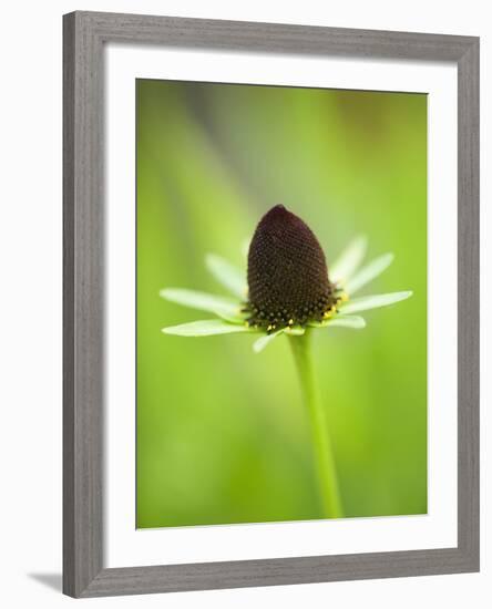 Rudbeckia occidentalis, or green wizard-Clive Nichols-Framed Photographic Print