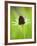 Rudbeckia occidentalis, or green wizard-Clive Nichols-Framed Photographic Print