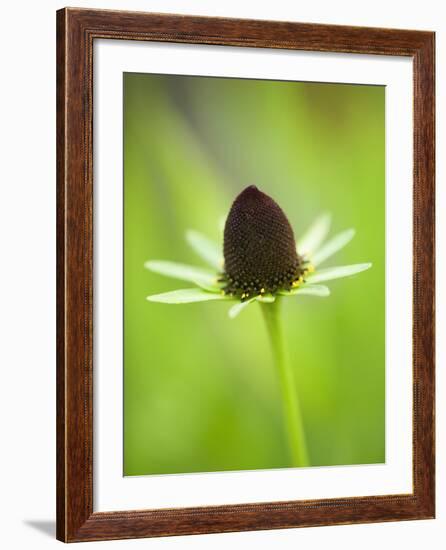 Rudbeckia occidentalis, or green wizard-Clive Nichols-Framed Photographic Print