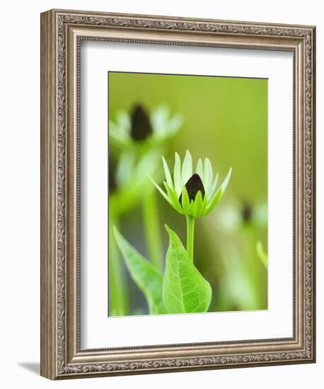 Rudbeckia occidentalis, or green wizard-Clive Nichols-Framed Photographic Print