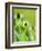 Rudbeckia occidentalis, or green wizard-Clive Nichols-Framed Photographic Print