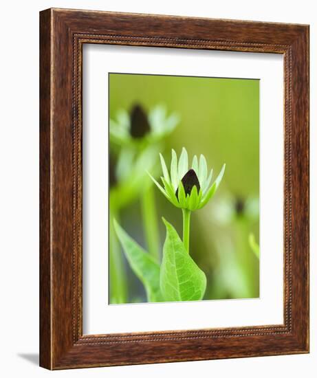 Rudbeckia occidentalis, or green wizard-Clive Nichols-Framed Photographic Print