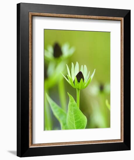 Rudbeckia occidentalis, or green wizard-Clive Nichols-Framed Photographic Print