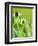 Rudbeckia occidentalis, or green wizard-Clive Nichols-Framed Photographic Print