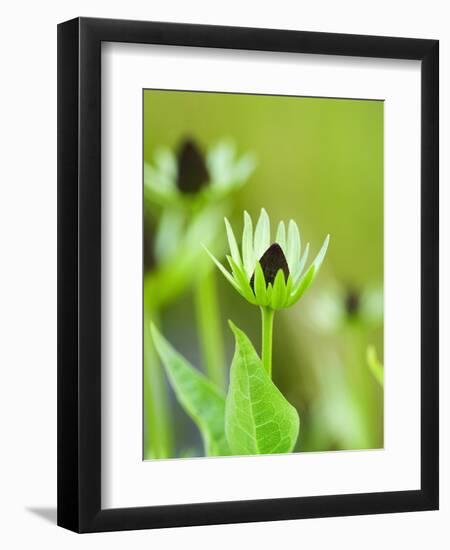 Rudbeckia occidentalis, or green wizard-Clive Nichols-Framed Photographic Print