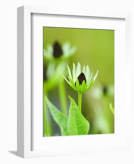 Rudbeckia occidentalis, or green wizard-Clive Nichols-Framed Photographic Print