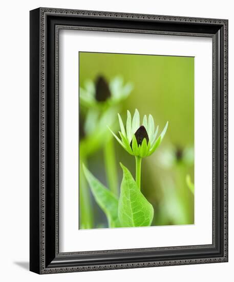 Rudbeckia occidentalis, or green wizard-Clive Nichols-Framed Photographic Print