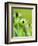 Rudbeckia occidentalis, or green wizard-Clive Nichols-Framed Photographic Print