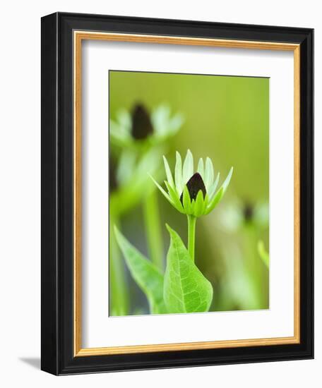 Rudbeckia occidentalis, or green wizard-Clive Nichols-Framed Photographic Print