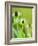 Rudbeckia occidentalis, or green wizard-Clive Nichols-Framed Photographic Print