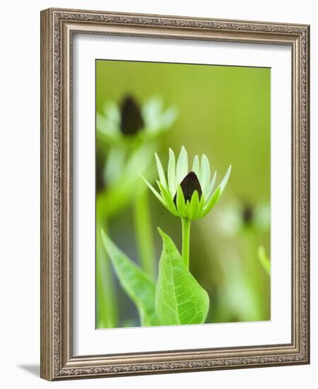 Rudbeckia occidentalis, or green wizard-Clive Nichols-Framed Photographic Print