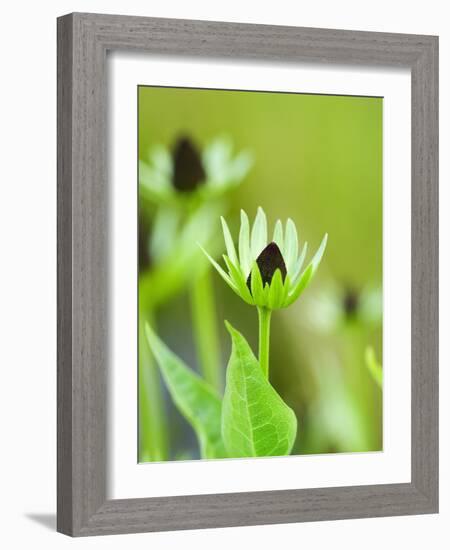 Rudbeckia occidentalis, or green wizard-Clive Nichols-Framed Photographic Print