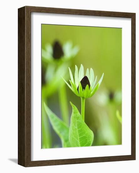 Rudbeckia occidentalis, or green wizard-Clive Nichols-Framed Photographic Print