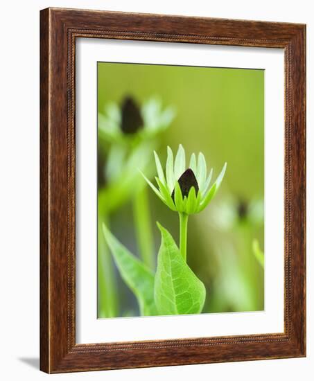 Rudbeckia occidentalis, or green wizard-Clive Nichols-Framed Photographic Print