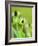 Rudbeckia occidentalis, or green wizard-Clive Nichols-Framed Photographic Print