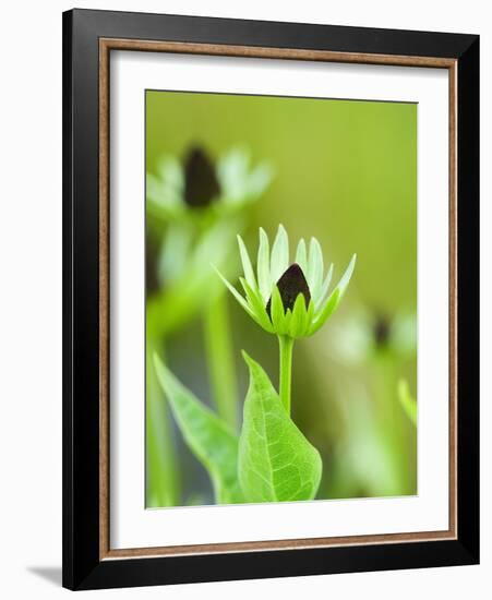 Rudbeckia occidentalis, or green wizard-Clive Nichols-Framed Photographic Print