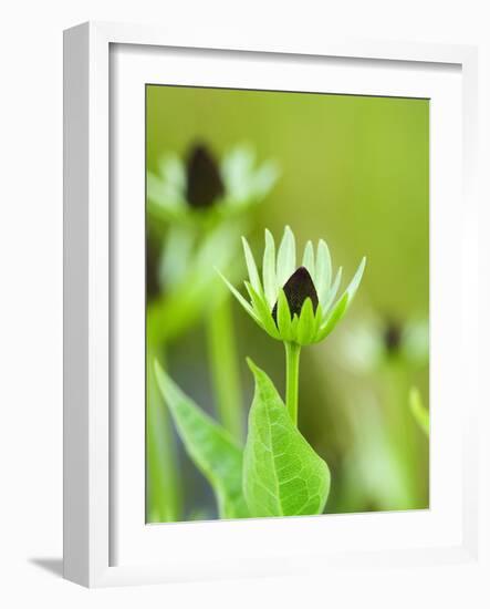 Rudbeckia occidentalis, or green wizard-Clive Nichols-Framed Photographic Print