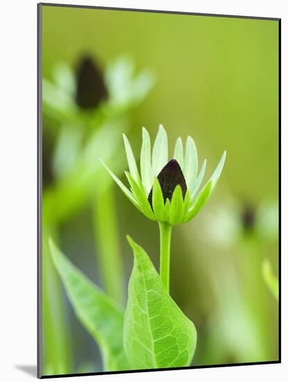 Rudbeckia occidentalis, or green wizard-Clive Nichols-Mounted Photographic Print