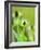 Rudbeckia occidentalis, or green wizard-Clive Nichols-Framed Photographic Print